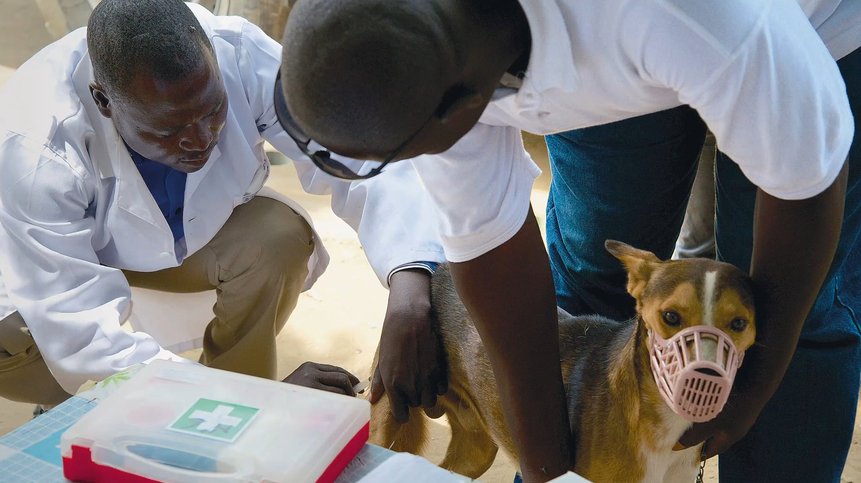 One Health: Connecting Humans, Animals and the Environment