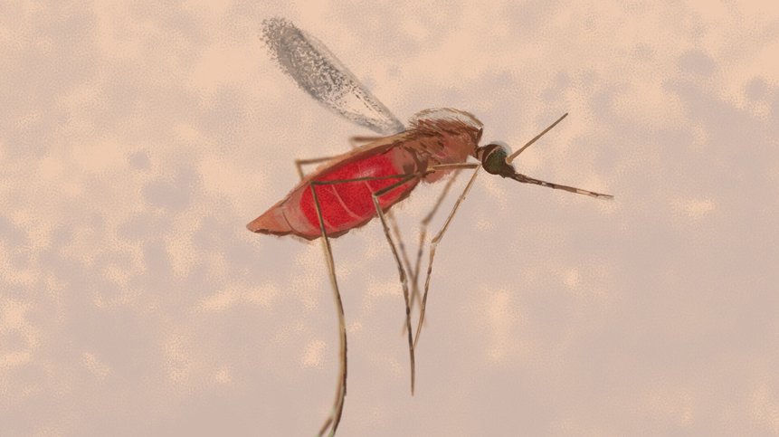 The Resistant Mosquito